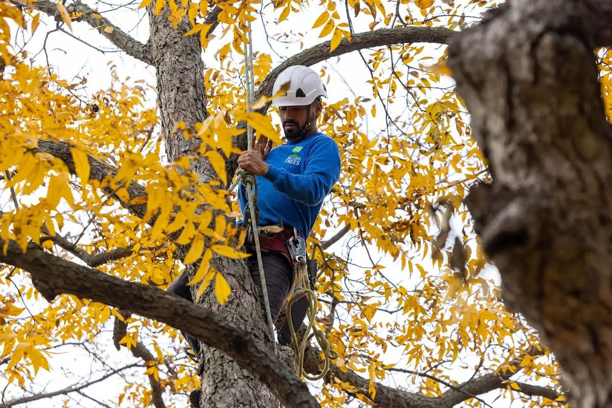 Skilled Tree Trimming crew working in Kanawha Head
