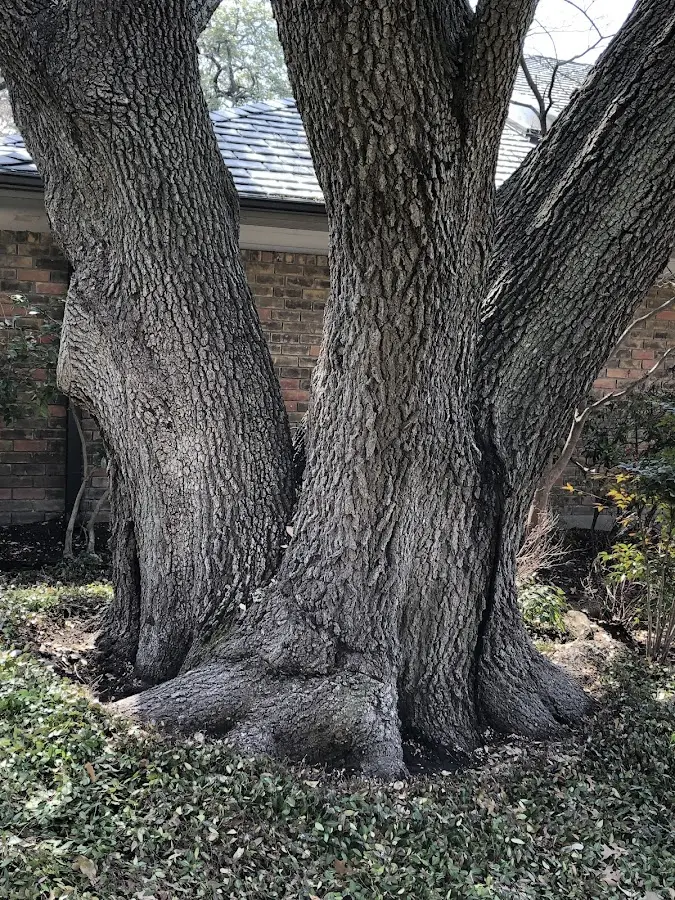 Mature heritage tree close to a Kanawha Head property cared for by certified arborists